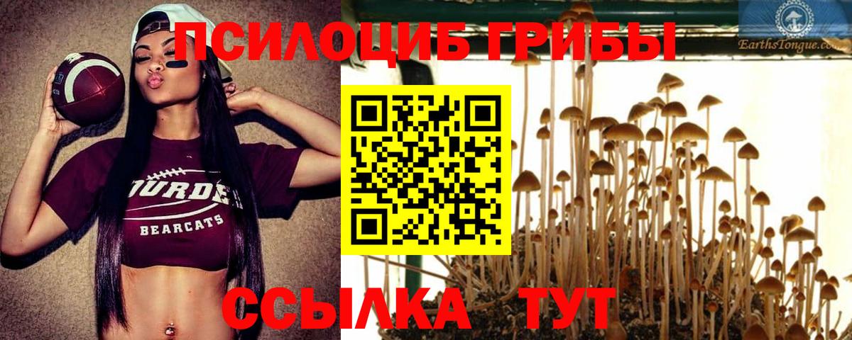 Галлюциногенные грибы Psilocybine cubensis Назрань